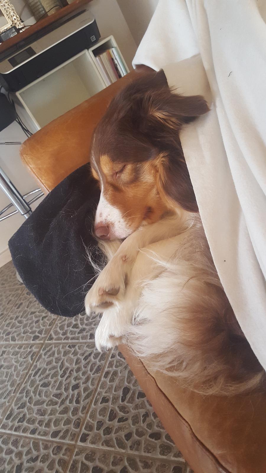 Random billeder af Max. billede 18