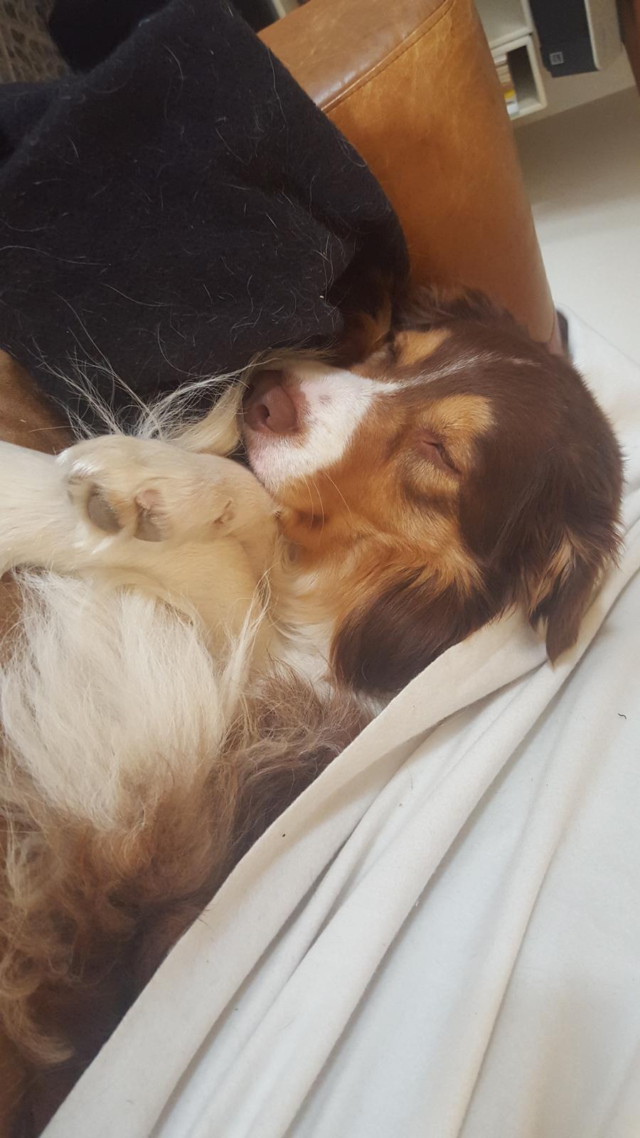 Random billeder af Max. billede 20