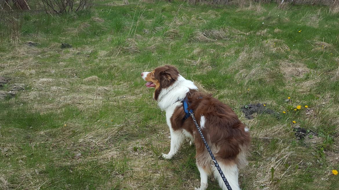 Random billeder af Max. billede 22