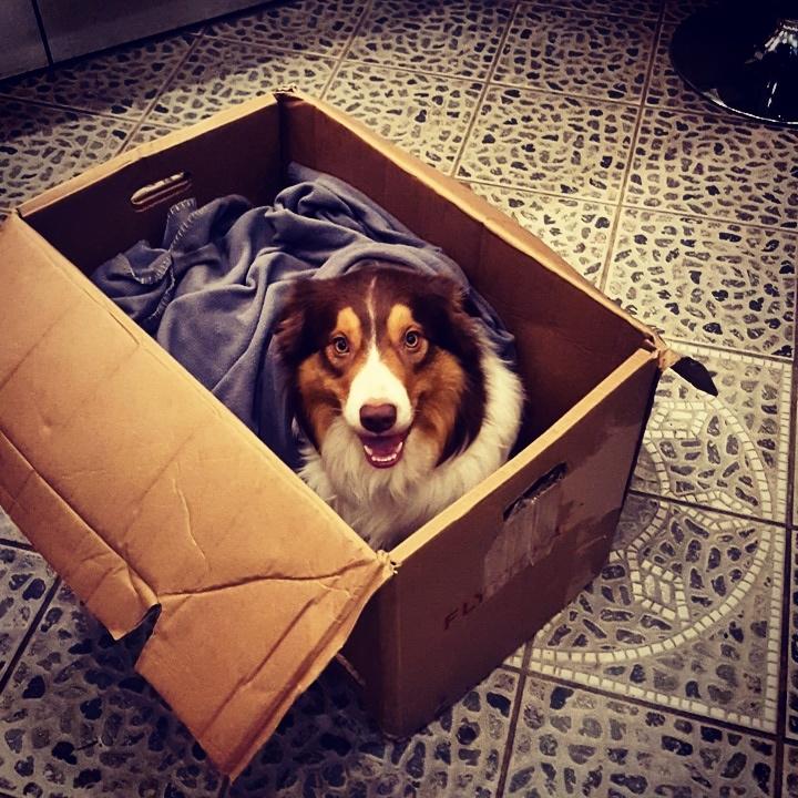 Random billeder af Max. billede 1