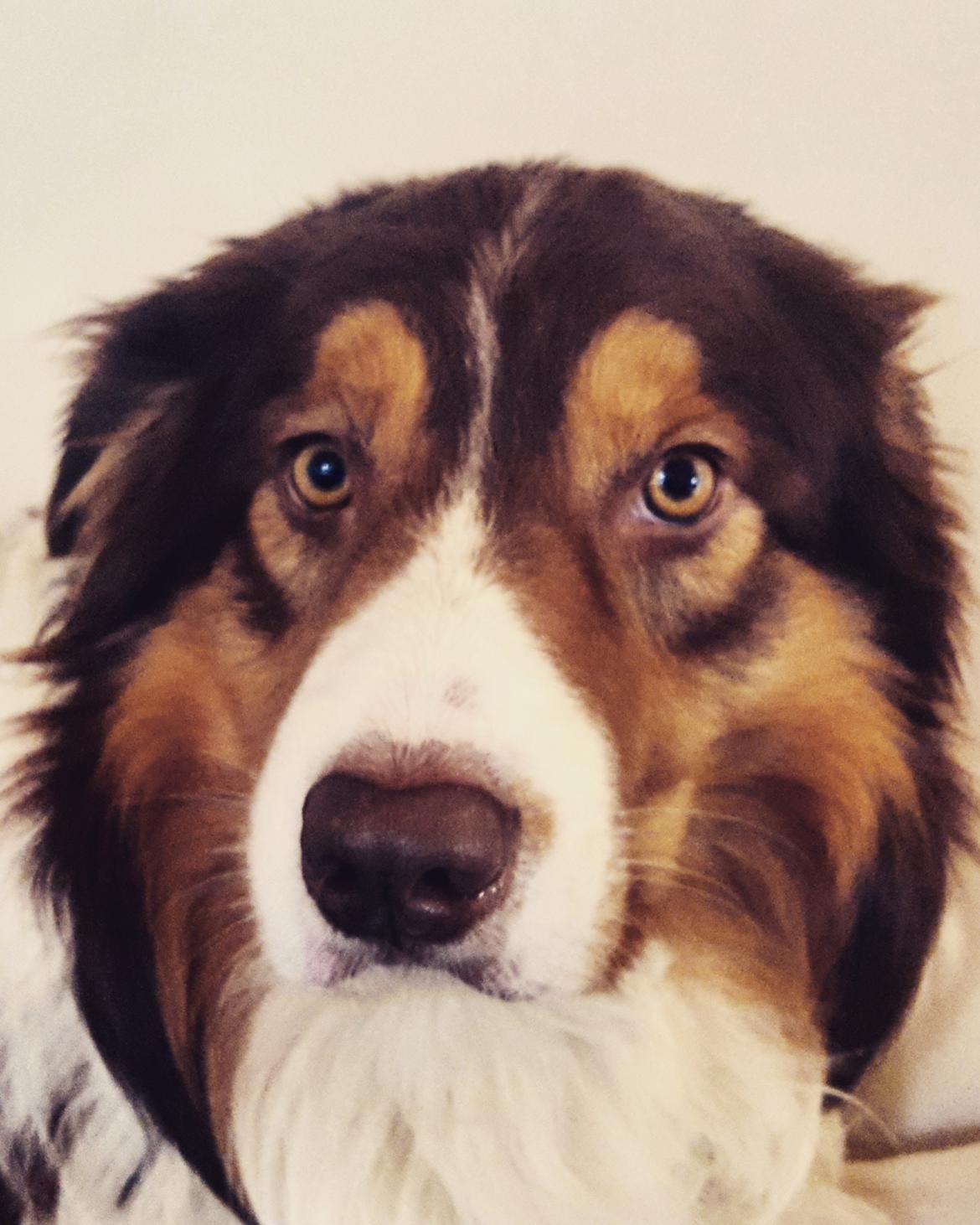 Random billeder af Max. billede 9