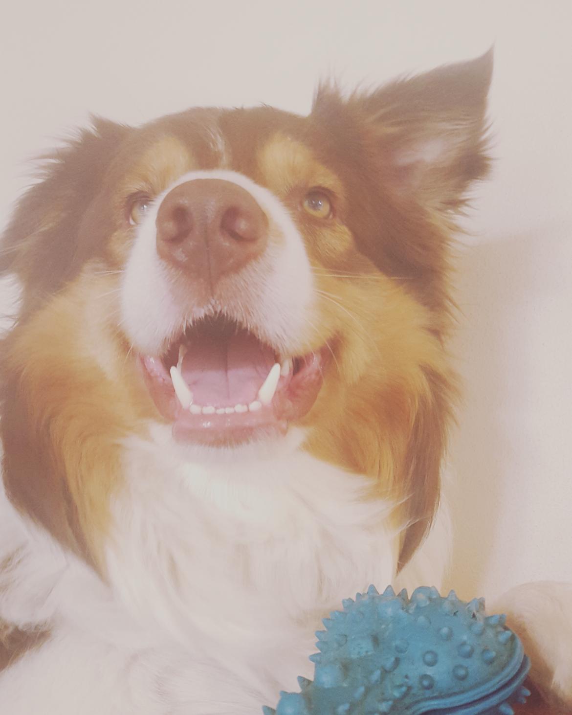 Random billeder af Max. billede 4