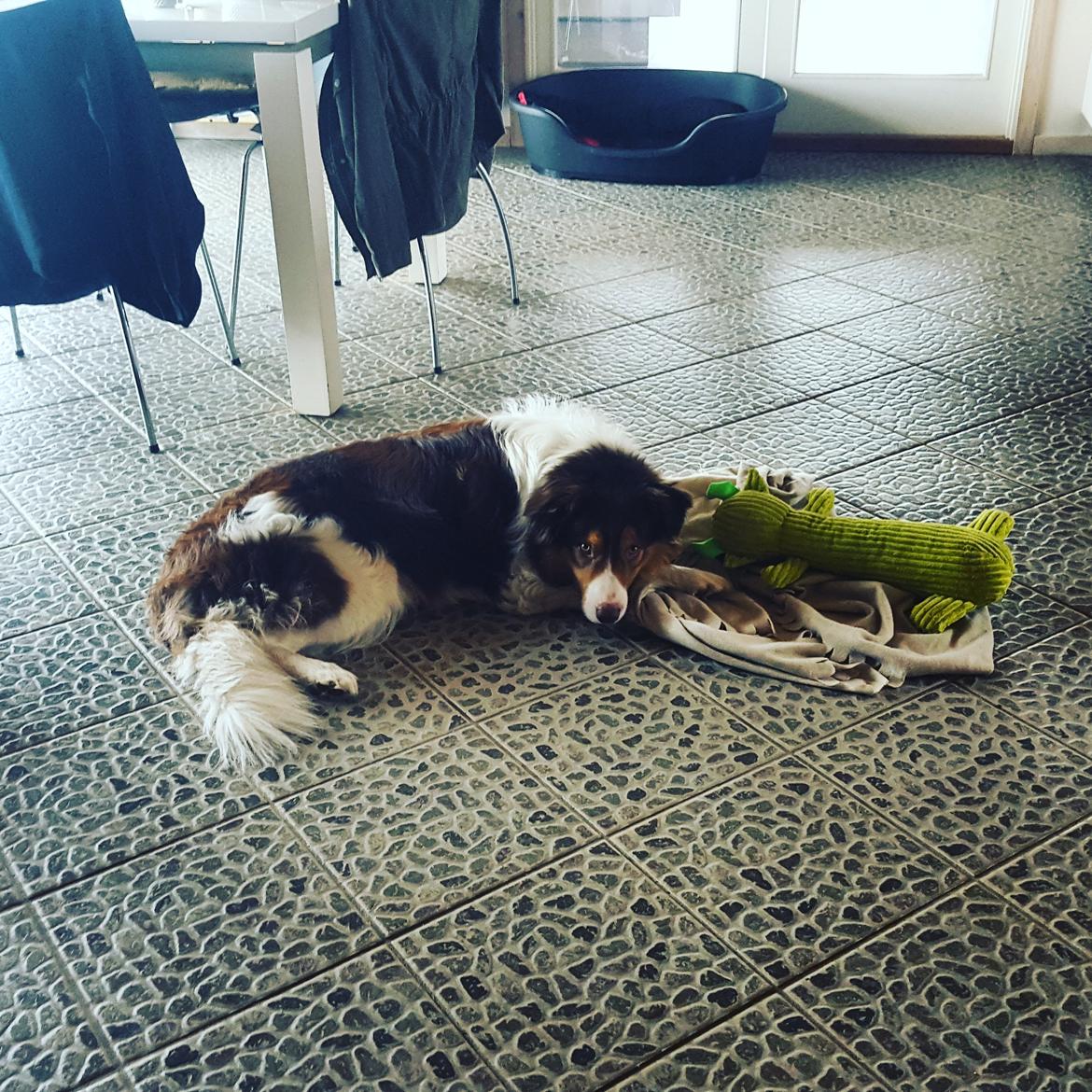 Random billeder af Max. billede 3