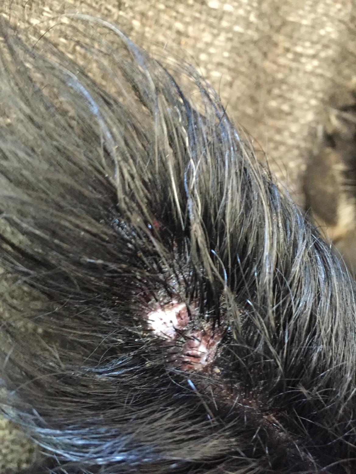 Brækket hale med infektion til følge 24-4-16 billede 1