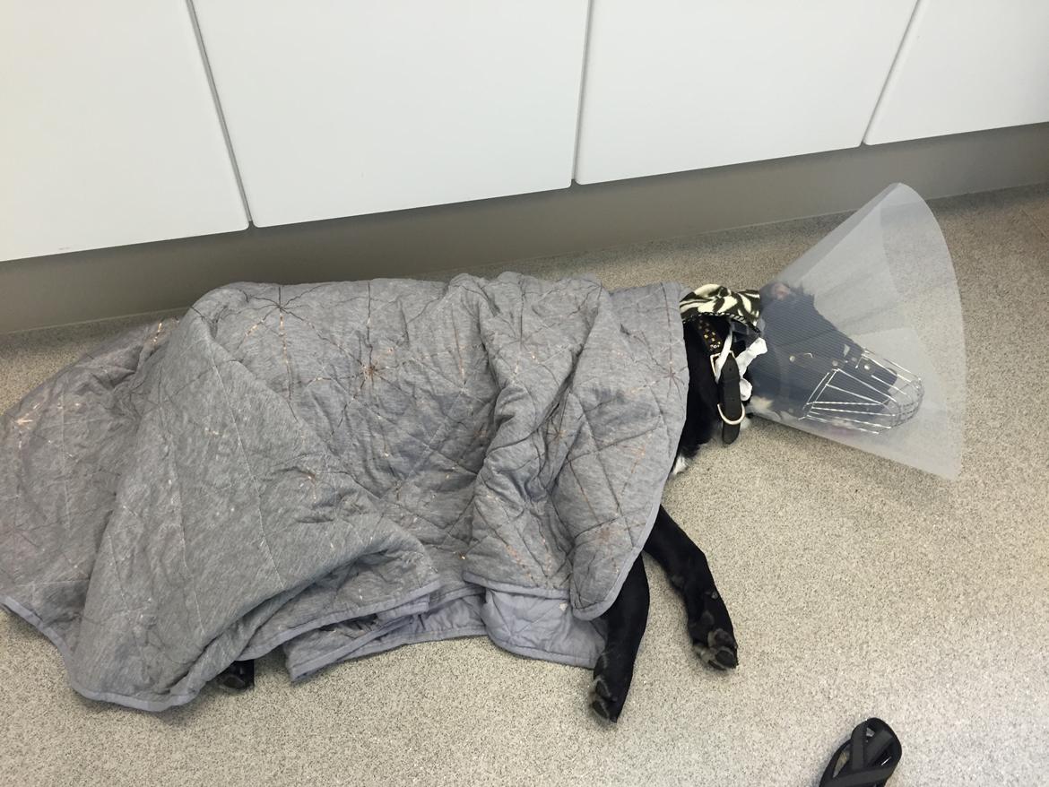 Brækket hale med infektion til følge 24-4-16 billede 2