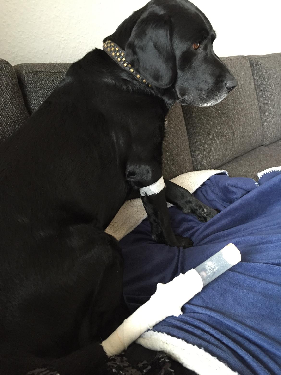 Brækket hale med infektion til følge 24-4-16 billede 3