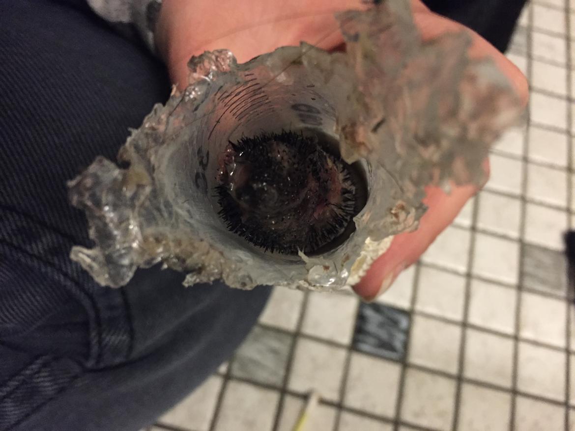 Brækket hale med infektion til følge 24-4-16 billede 4