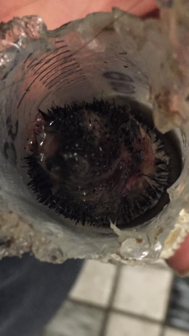 Brækket hale med infektion til følge 24-4-16 billede 5