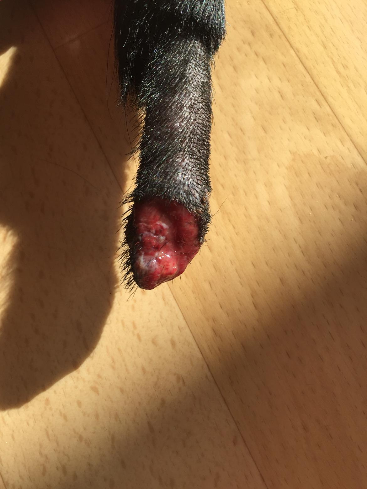 Brækket hale med infektion til følge 24-4-16 billede 6