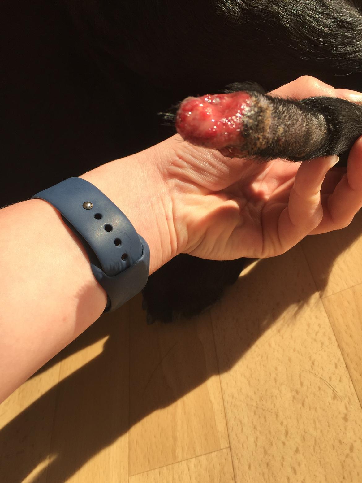 Brækket hale med infektion til følge 24-4-16 billede 7