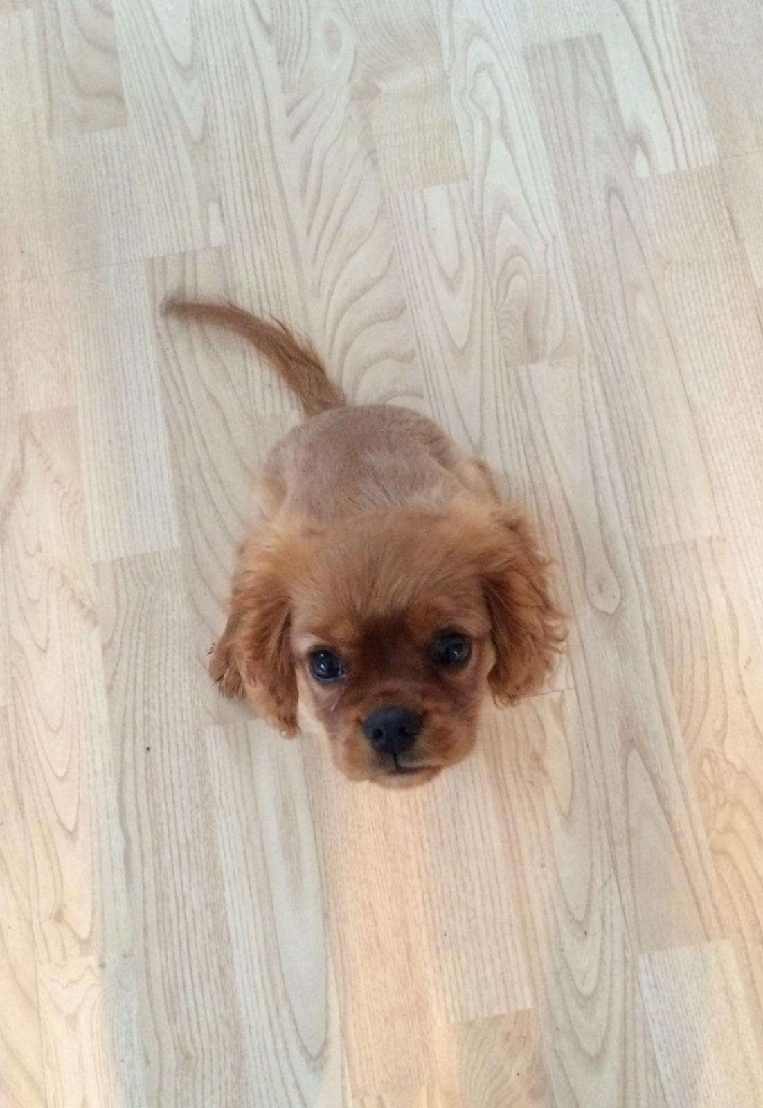 sjove og søde selfies og billeder med hundene :) - mit første billede af Maia taget D. 1/4 2014 billede 1