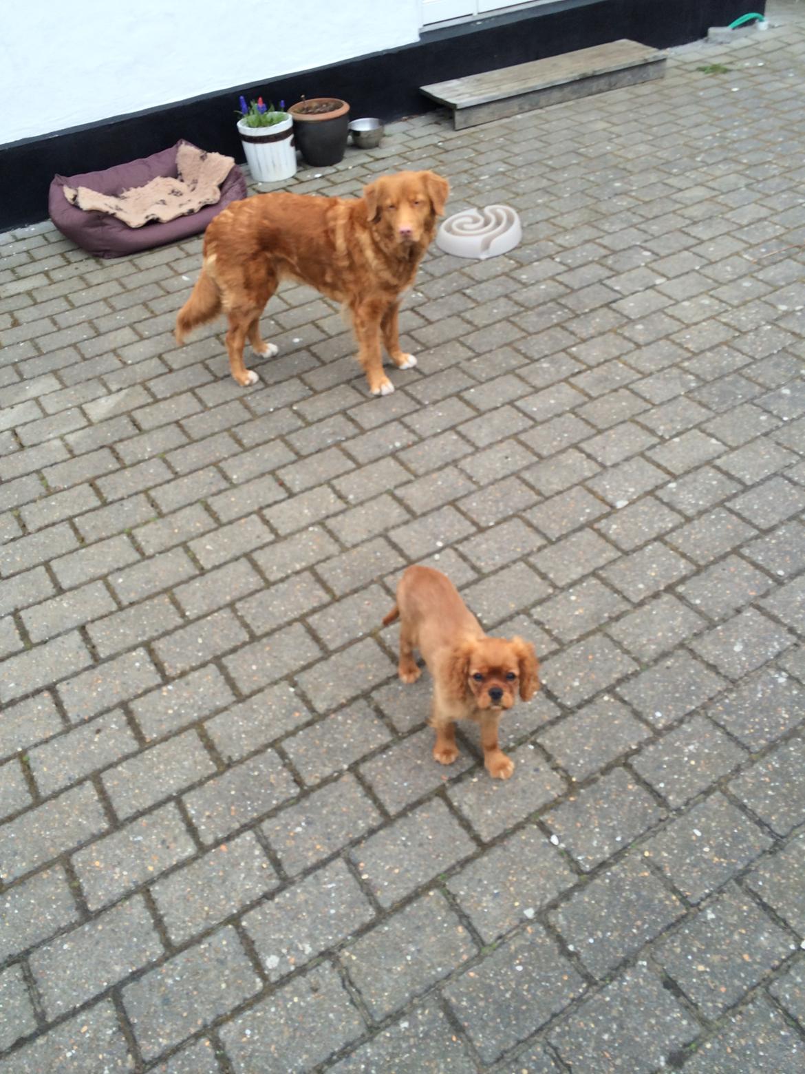 sjove og søde selfies og billeder med hundene :) - senere samme dag :) billede 2