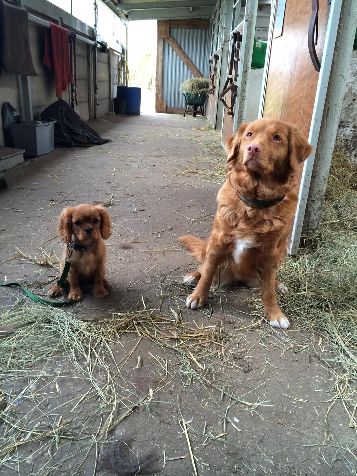 sjove og søde selfies og billeder med hundene :) - Maia og belina i stalden ;) også 1/4 (ja der blev tager lidt billeder den dag) billede 3
