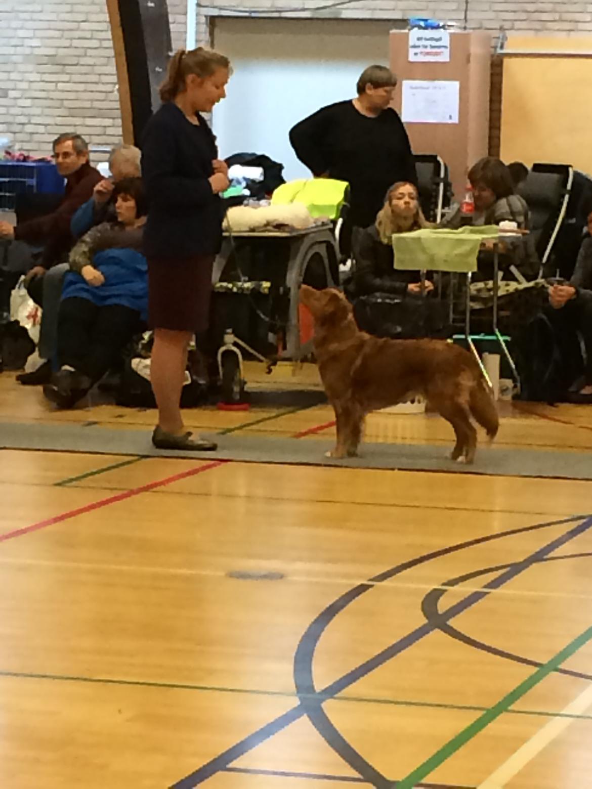 sjove og søde selfies og billeder med hundene :) - retriever skue d. 12/4 2014 billede 7