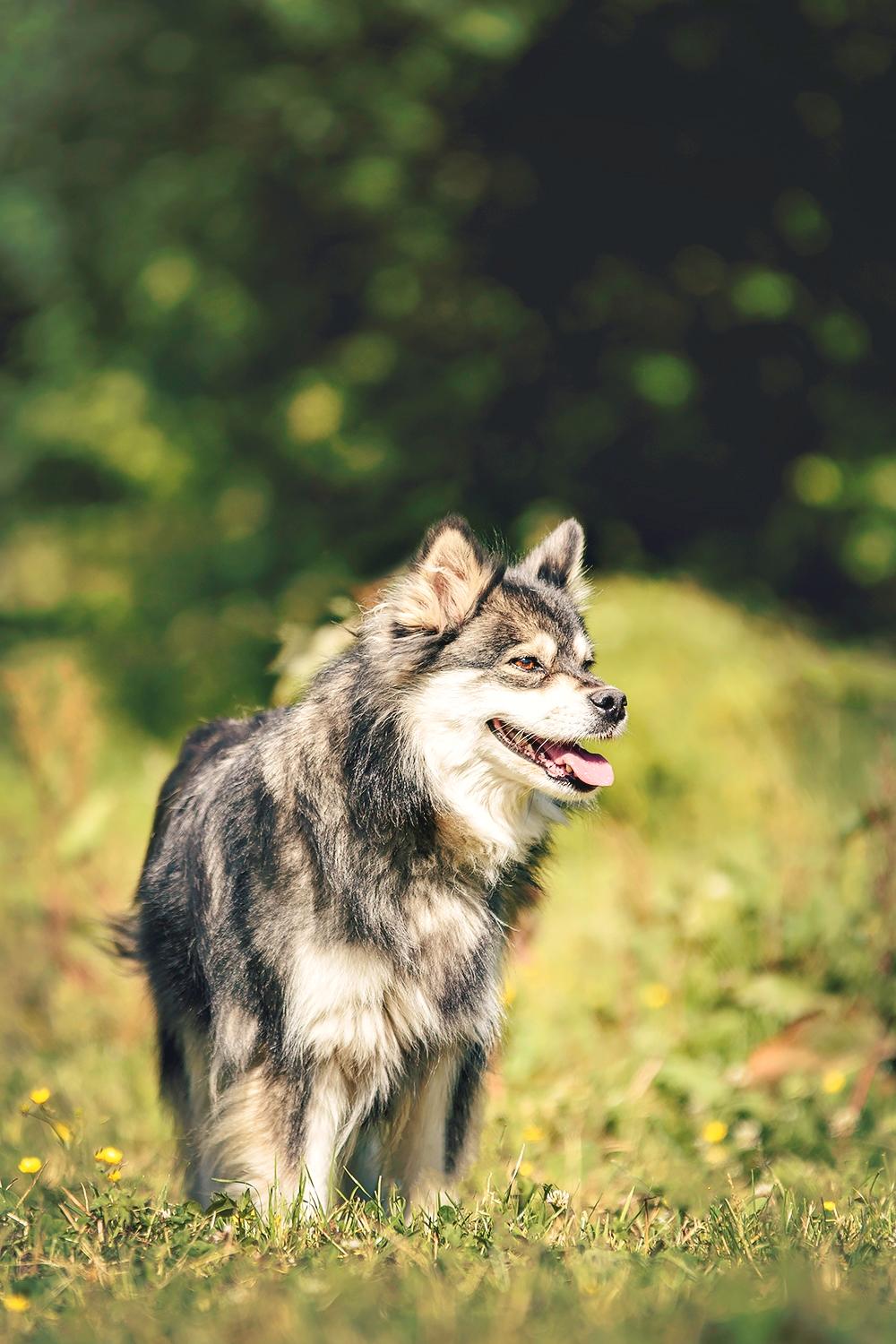 Gypsy (Katja Jensen Photography) billede 4