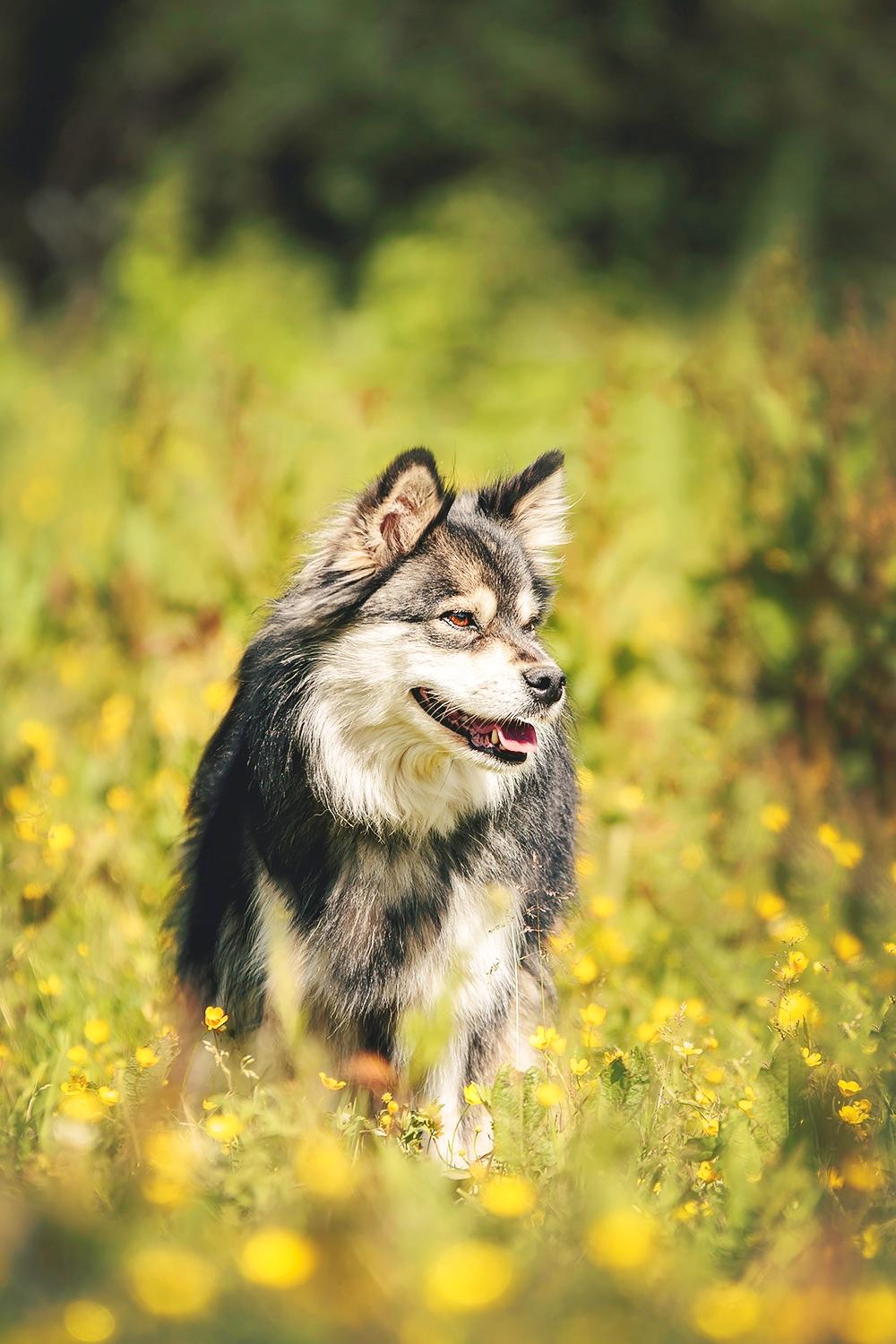 Gypsy (Katja Jensen Photography) billede 3