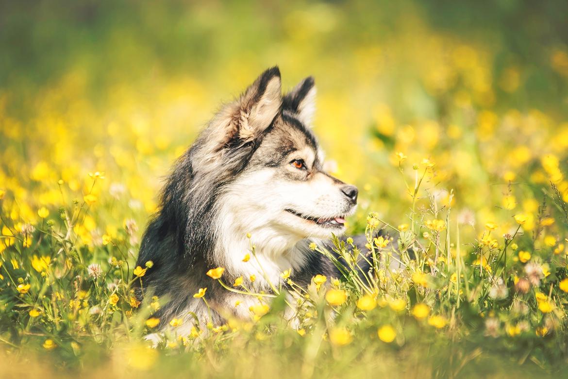 Gypsy (Katja Jensen Photography) billede 2