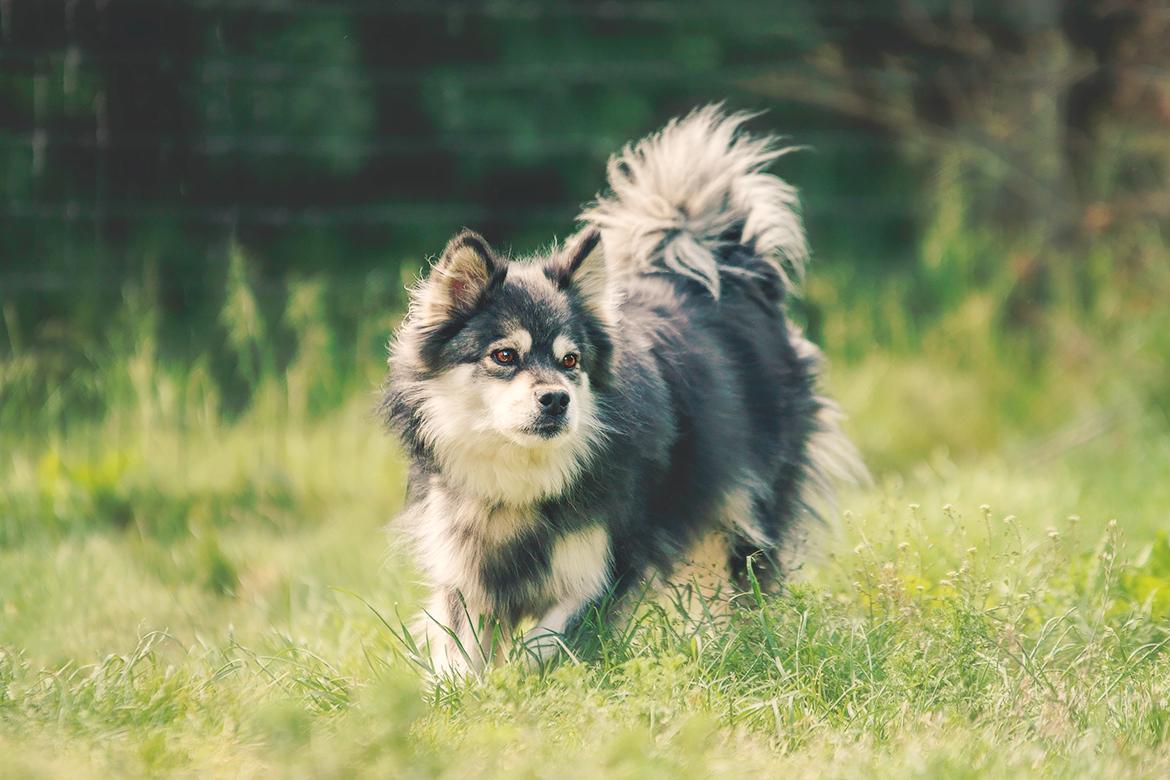 Gypsy (Katja Jensen Photography) billede 15