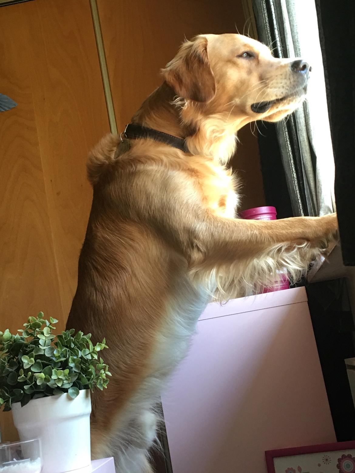 Gulddrengen :* billede 2