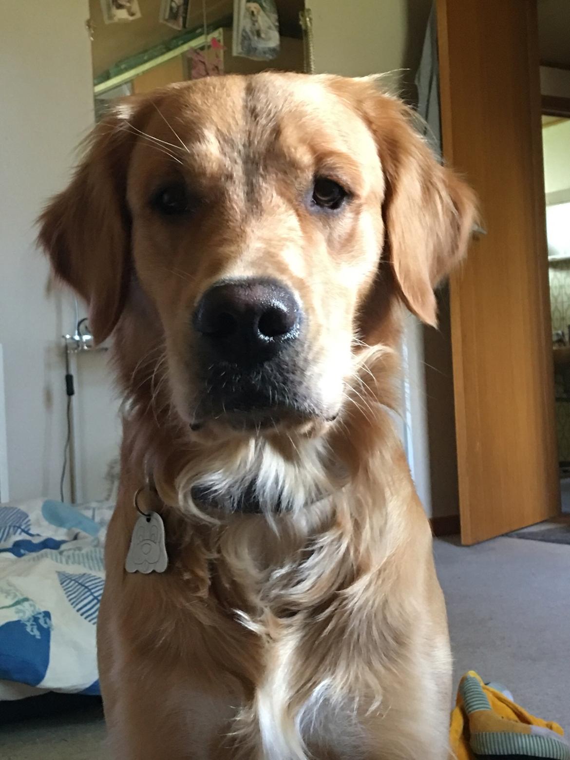 Gulddrengen :* billede 1