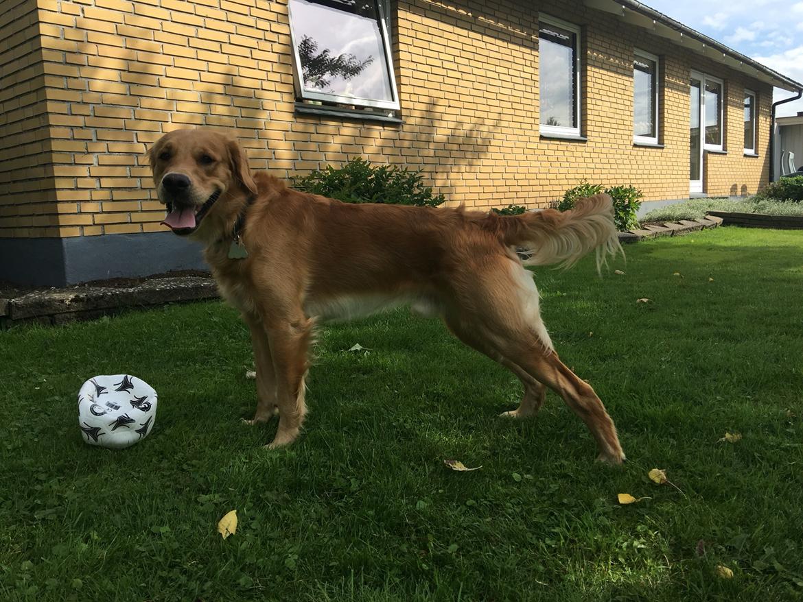 Gulddrengen :* billede 3