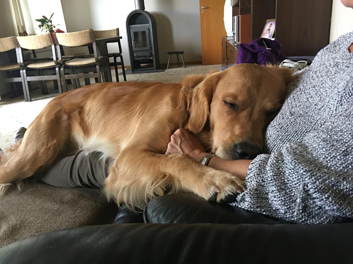 Gulddrengen :* billede 4