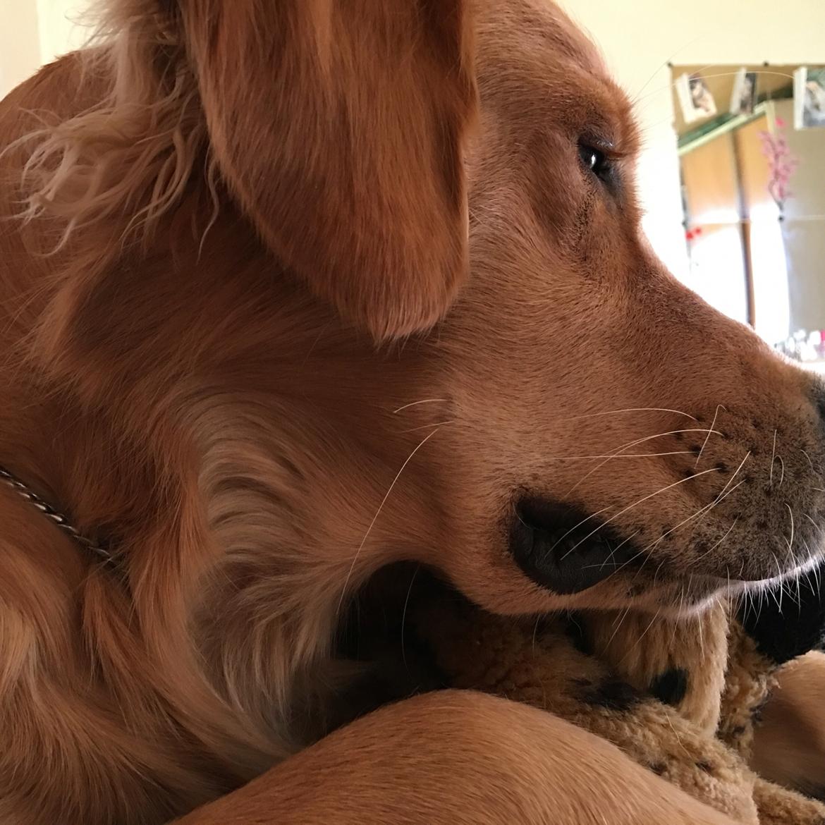 Gulddrengen :* billede 5