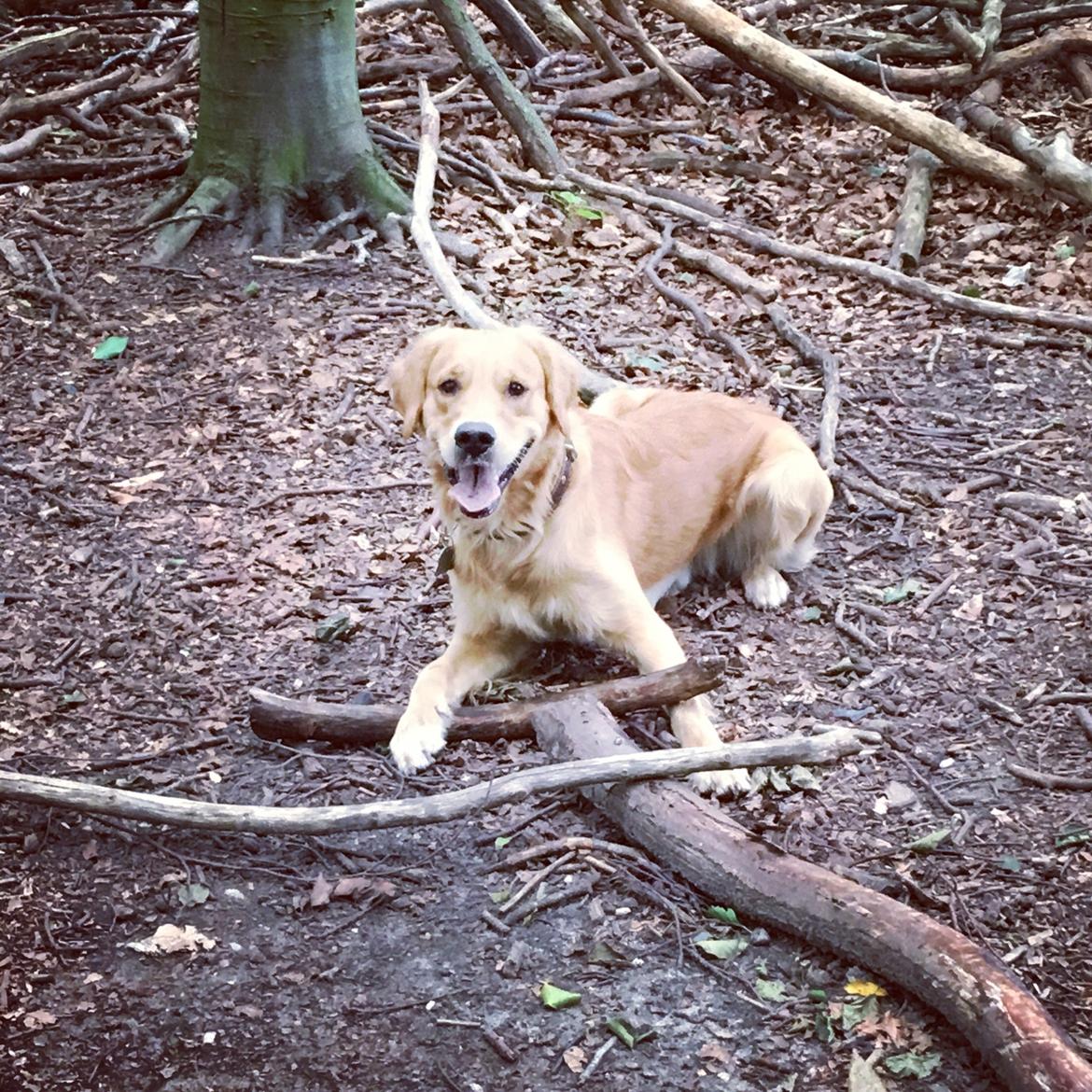 Gulddrengen :* billede 7