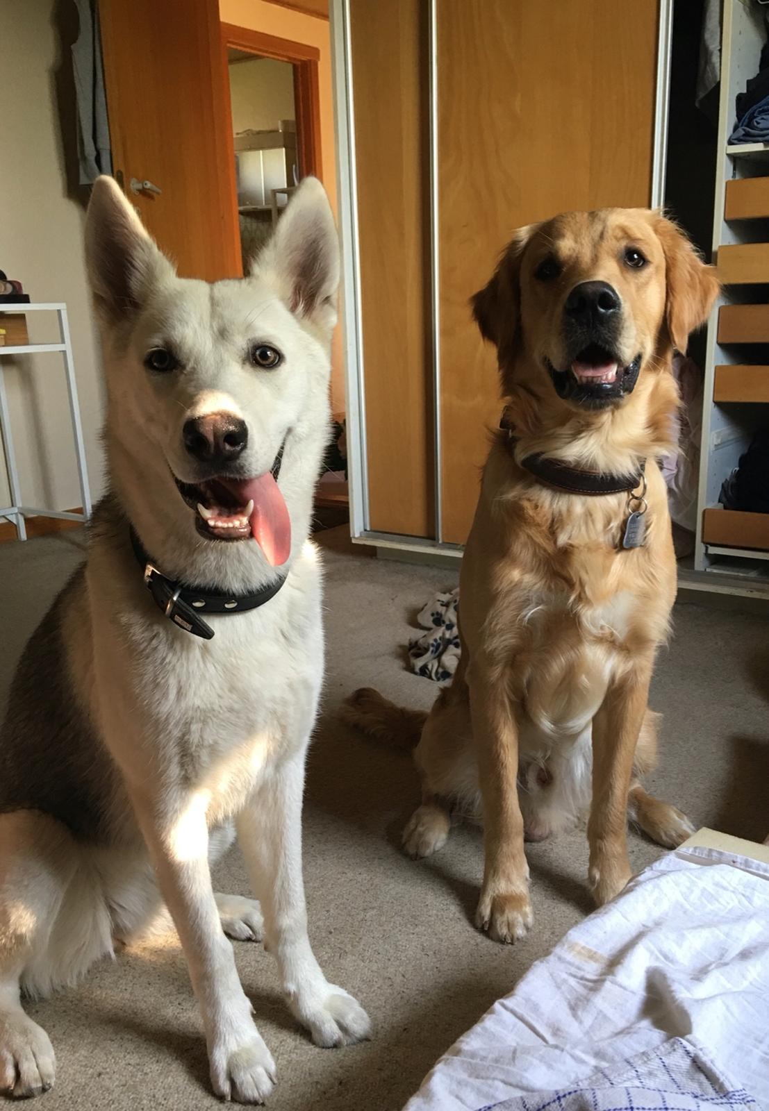 Gulddrengen :* billede 8