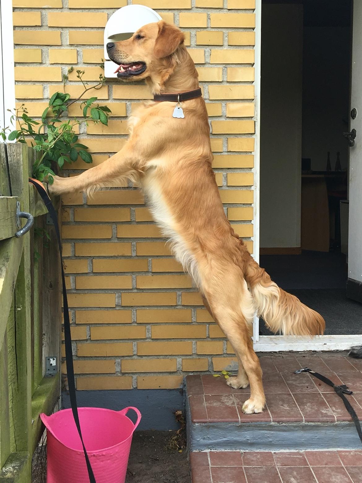 Gulddrengen :* billede 11