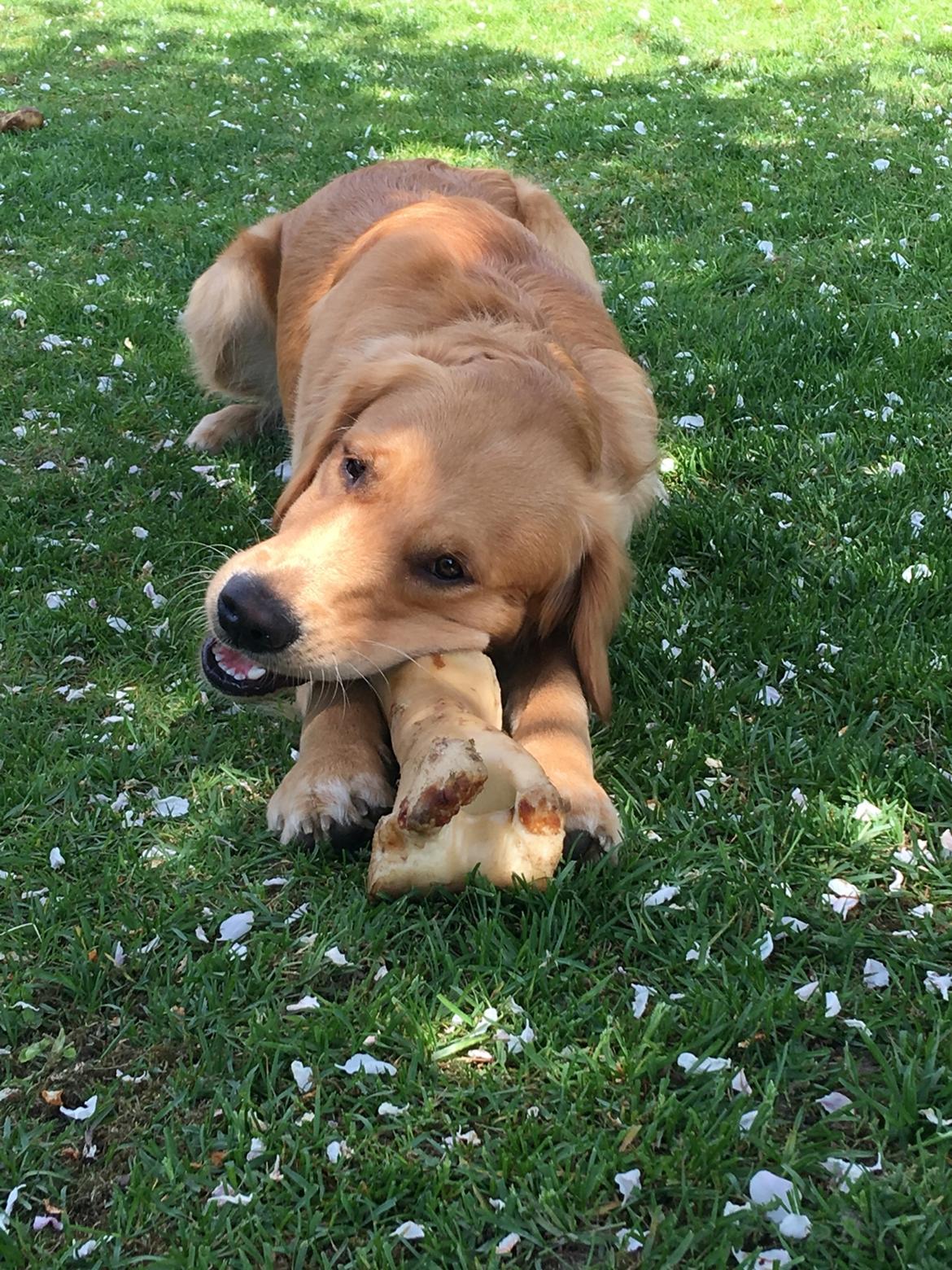 Gulddrengen :* billede 10