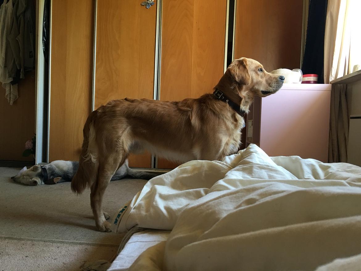 Gulddrengen :* billede 13