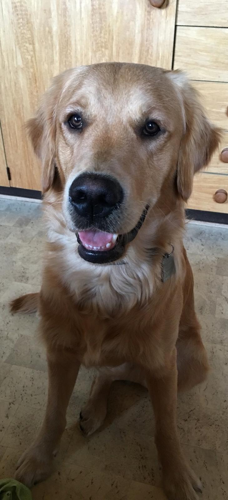 Gulddrengen :* billede 14