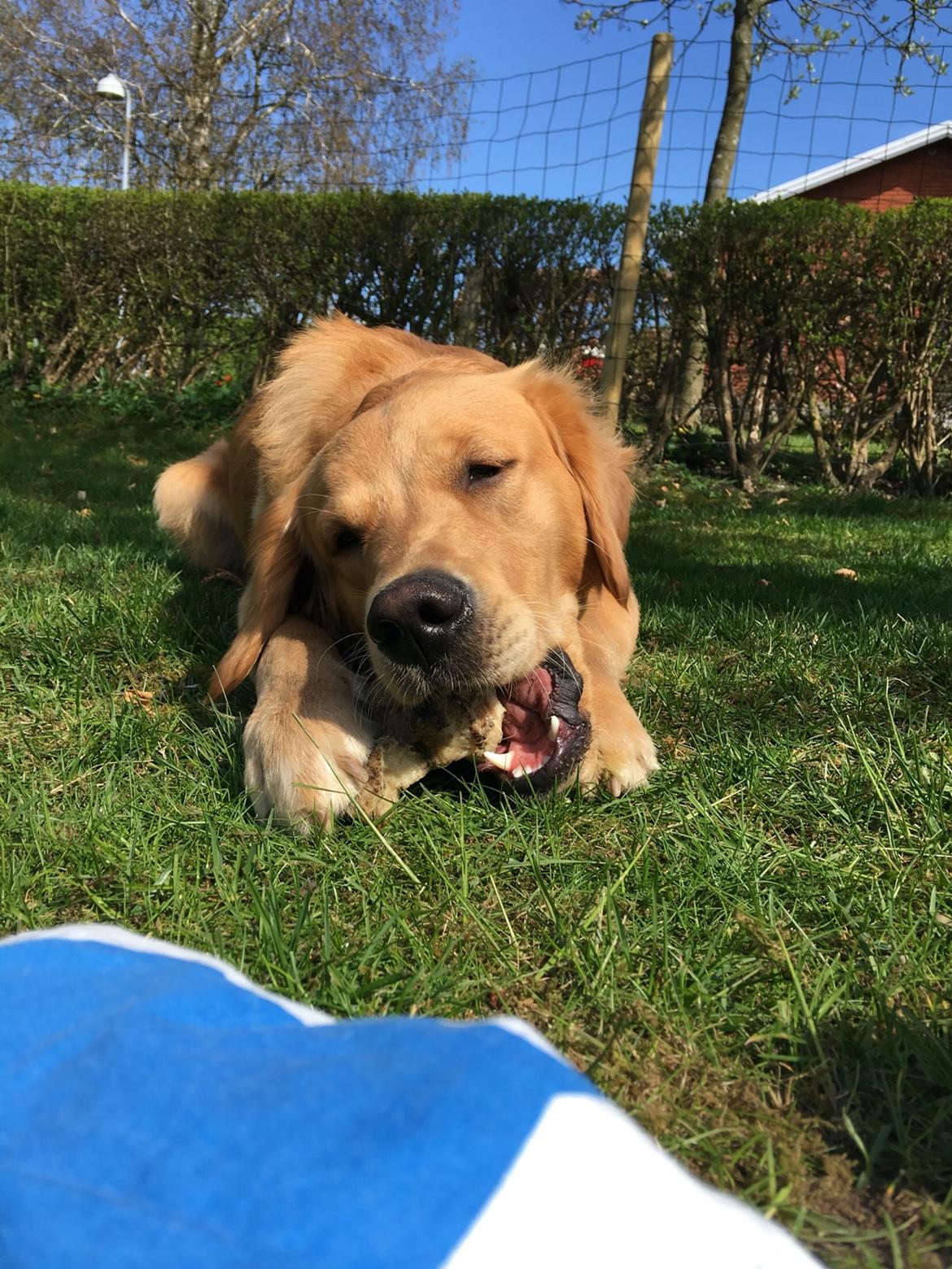 Gulddrengen :* billede 12