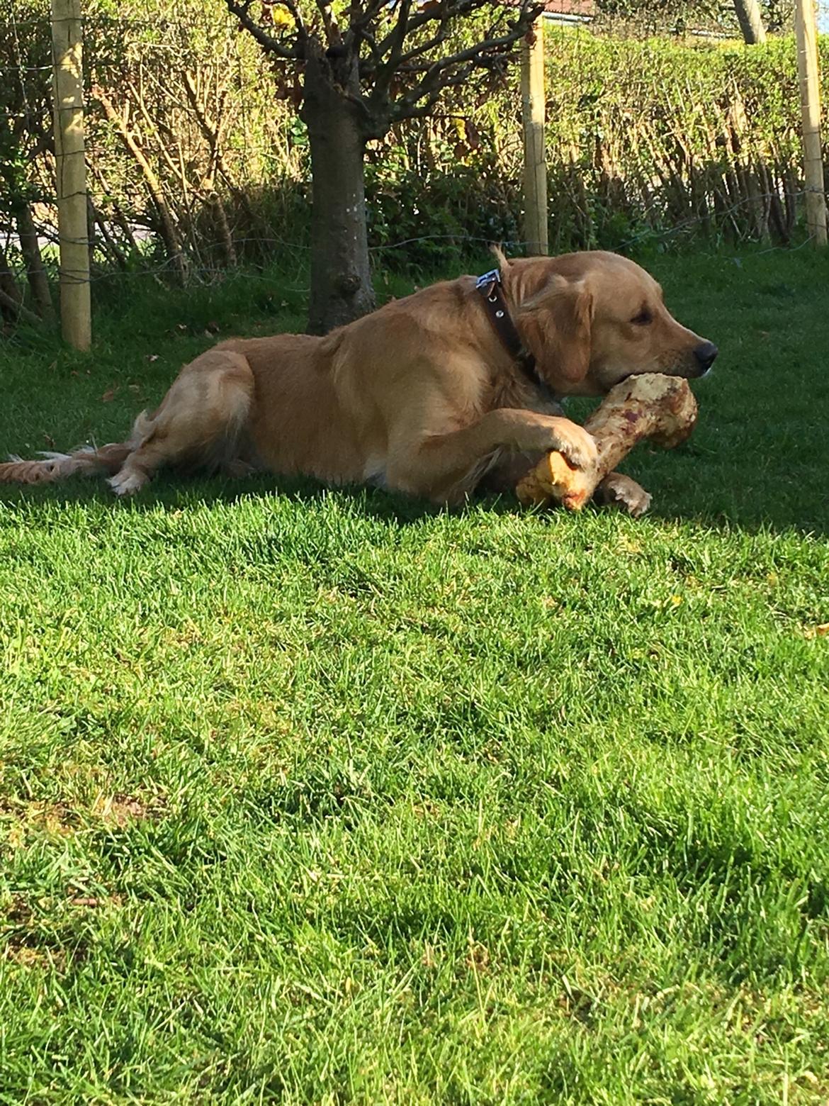 Gulddrengen :* billede 15