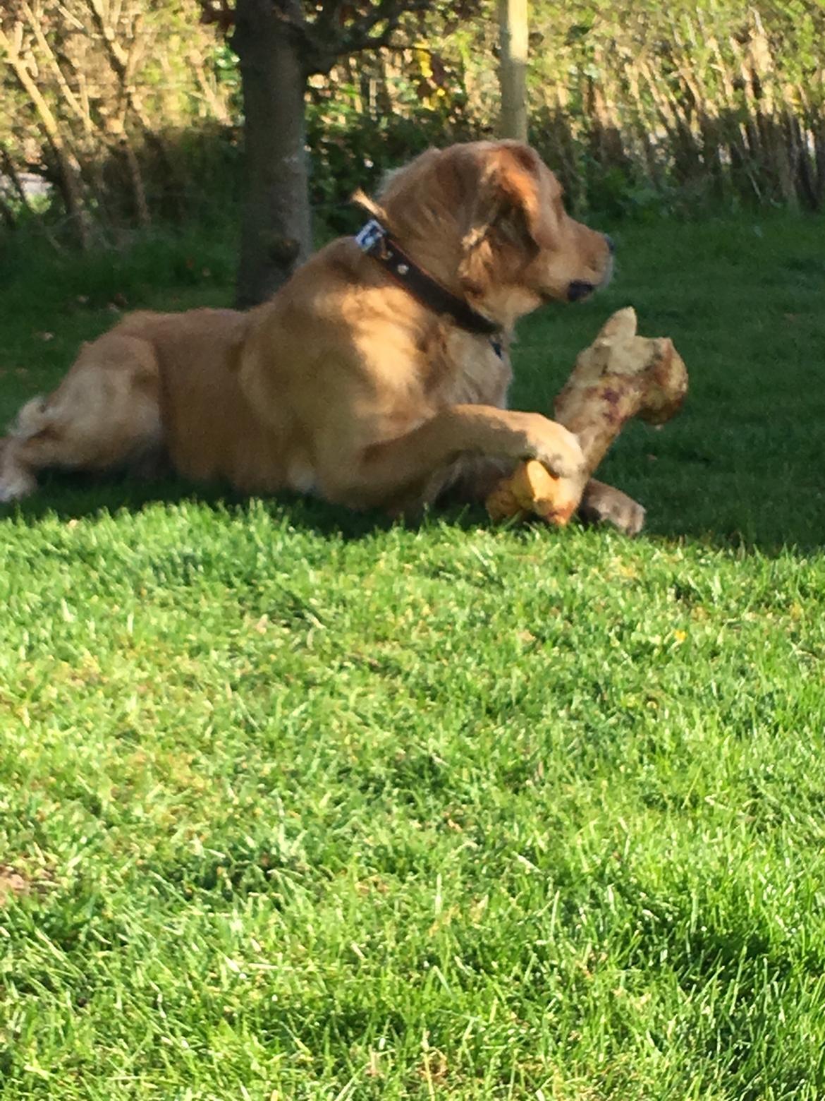 Gulddrengen :* billede 16