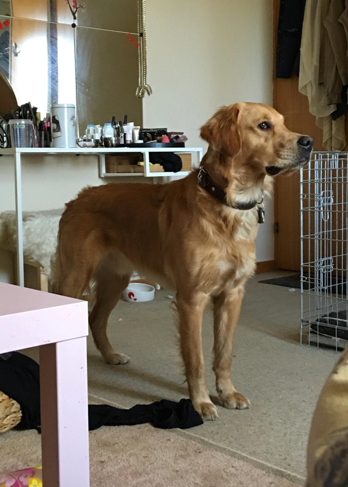 Gulddrengen :* billede 17