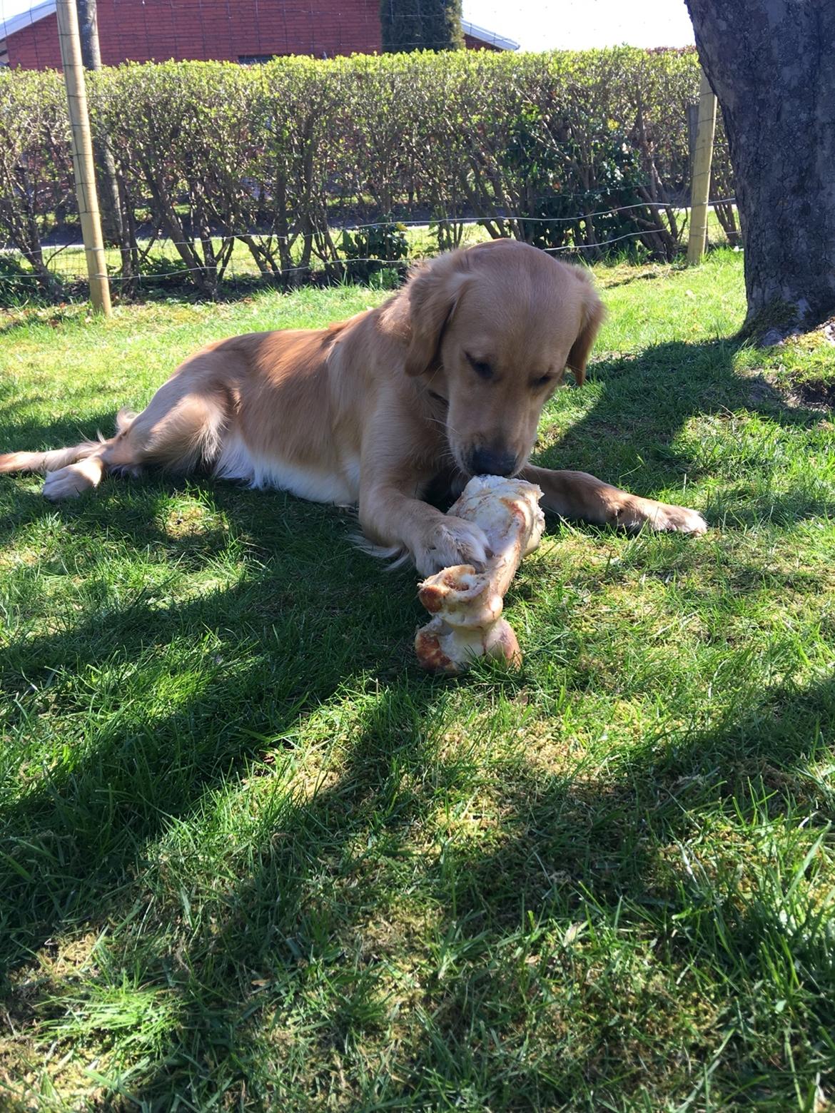 Gulddrengen :* billede 19