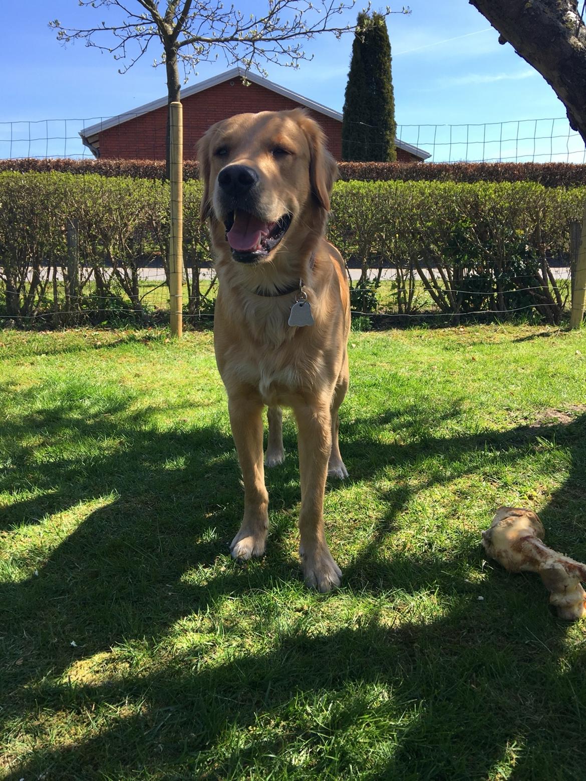 Gulddrengen :* billede 18