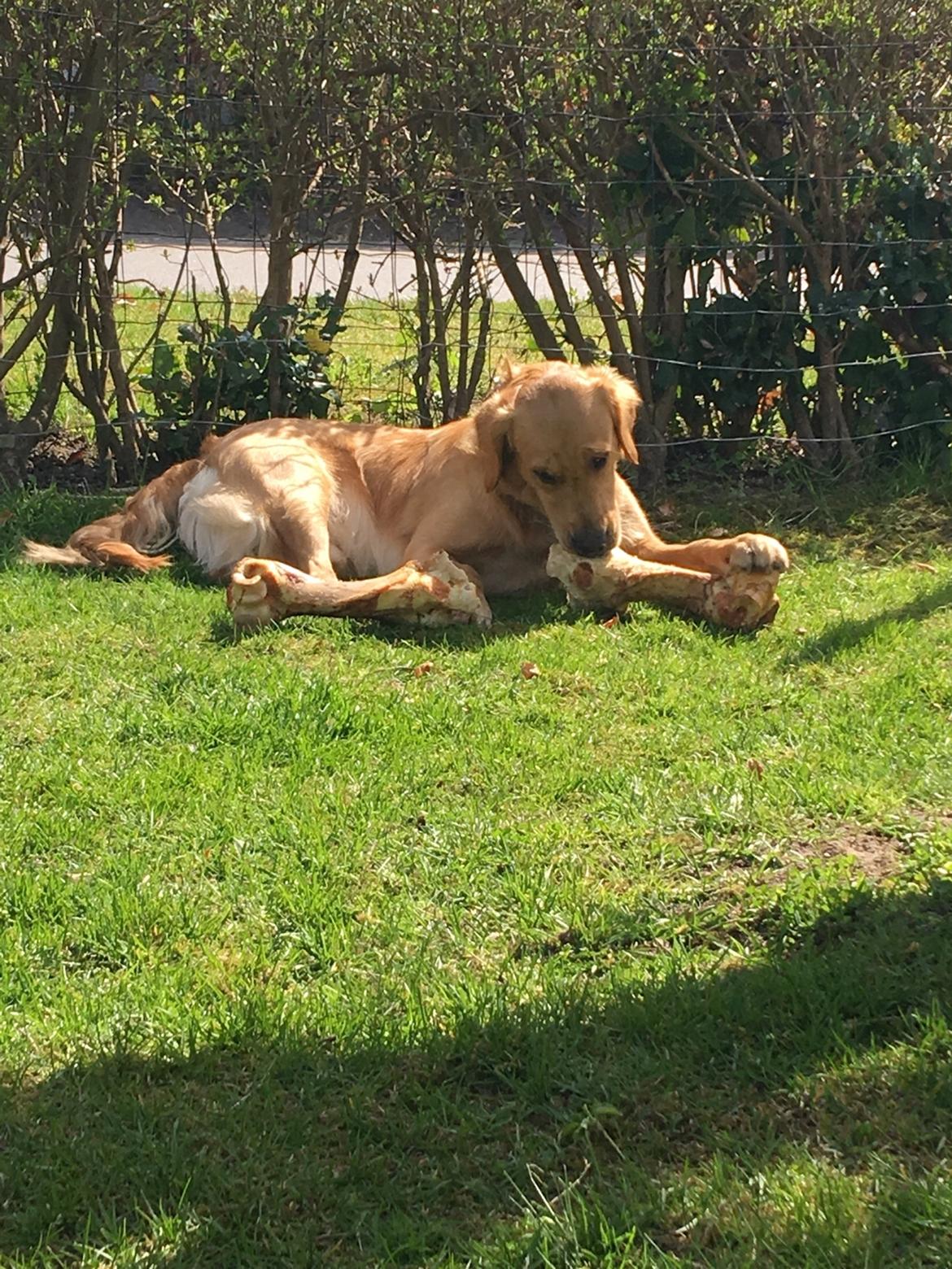 Gulddrengen :* billede 20