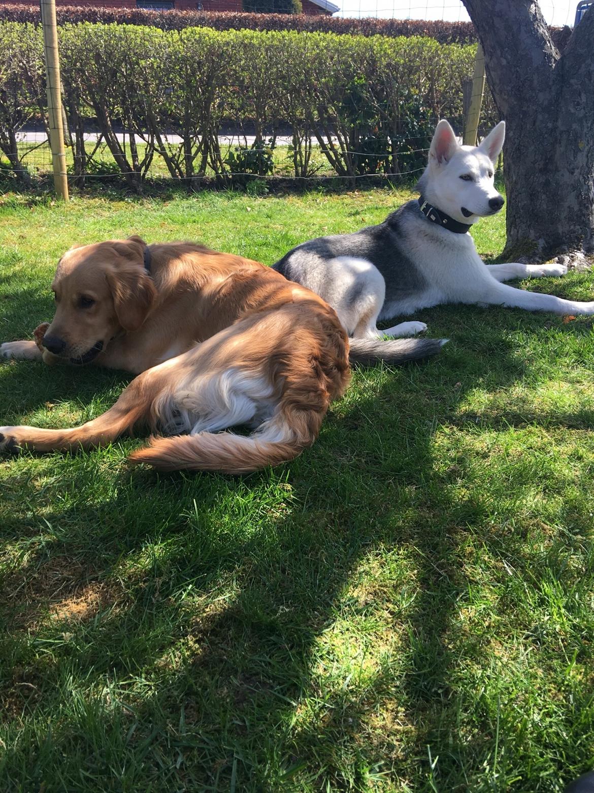 Gulddrengen :* billede 21