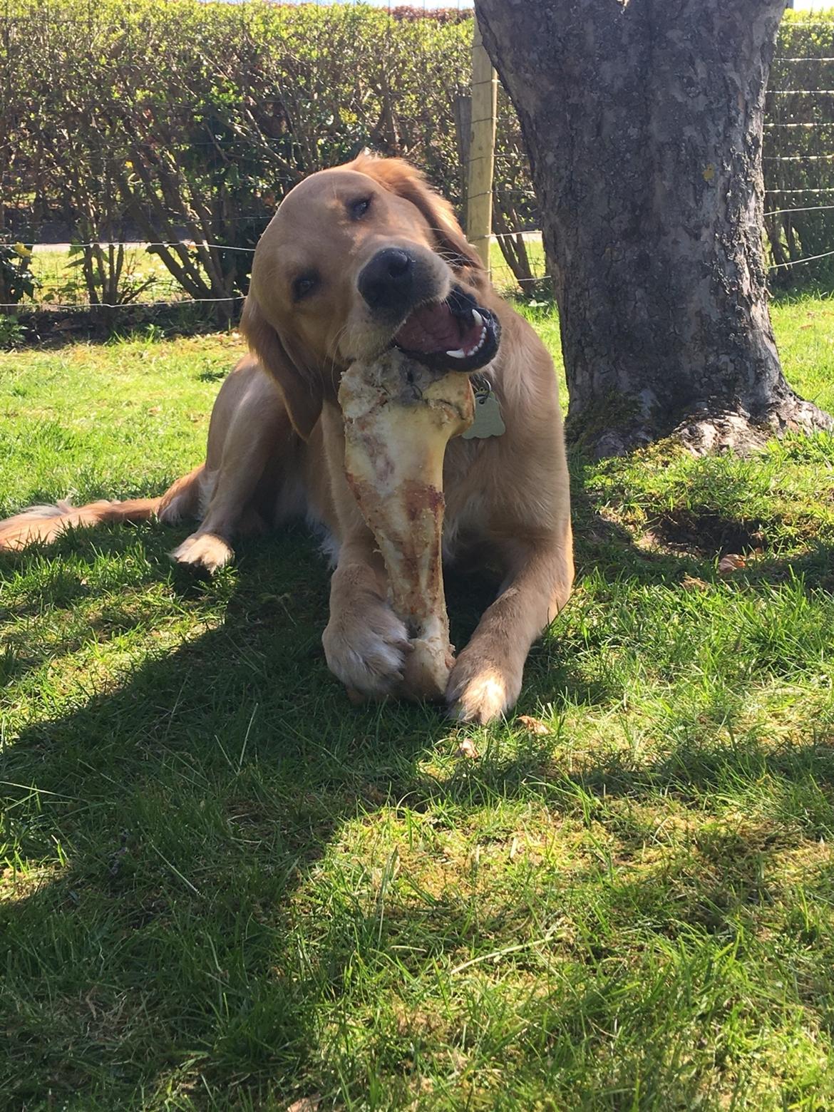 Gulddrengen :* billede 22