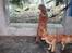 Aalborg Zoo 9/10-16