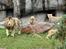 Aalborg Zoo 9/10-16