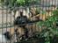Aalborg Zoo 9/10-16