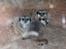Aalborg Zoo 9/10-16