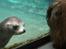 Aalborg Zoo 9/10-16