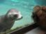 Aalborg Zoo 9/10-16