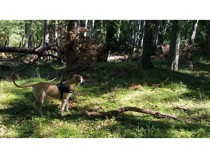 {{currentPhoto.altText}} billede {{currentPhoto.number}}