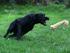 Enya & flirtpole 